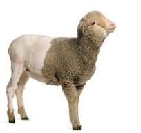 🎄 Adventkalender 2025